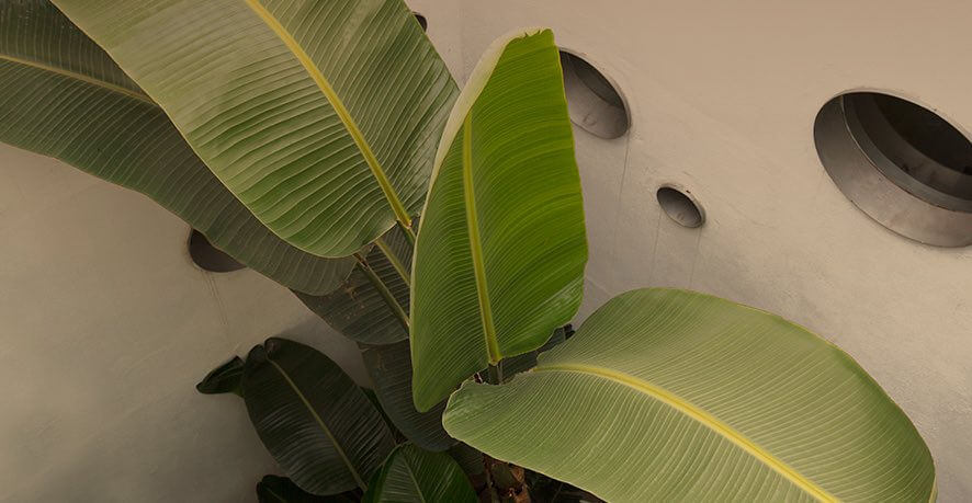 palmera Ecooo palmera del espacio Ecooo